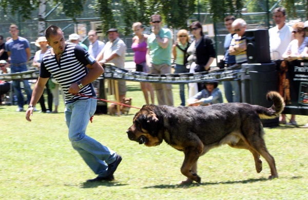 Apolo de los Piscardos: EXC 3 - Open Class Males - Veguellina de Órbigo 23.07.2011
Keywords: 2011 piscardos