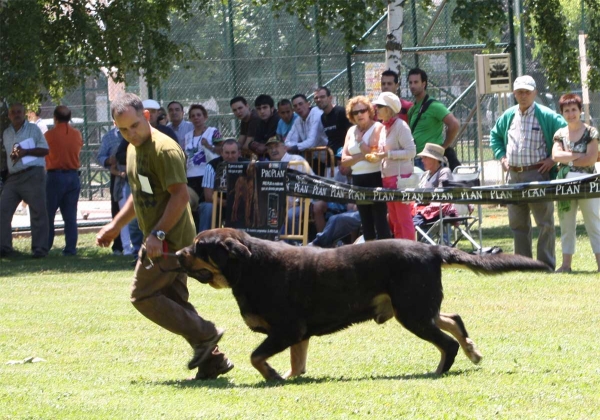 Bostom de Tierra de Órbigo: EXC - Open Class Males - Veguellina de Órbigo 23.07.2011
Keywords: 2011 tierraorbigo