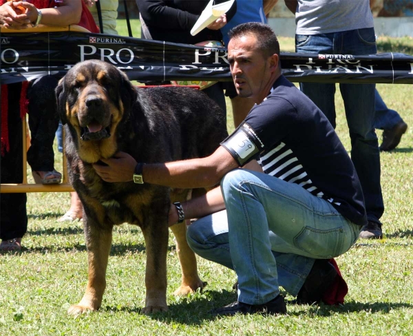 Apolo de los Piscardos: EXC 3 - Open Class Males - Veguellina de Órbigo 23.07.2011
Keywords: 2011 piscardos