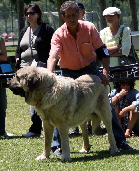 Pando de Galisancho: EXC 1 - Open Class Males - Veguellina de Órbigo 23.07.2011
Keywords: 2011 galisancho