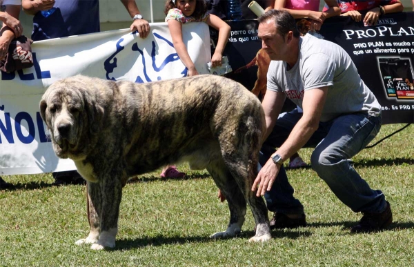 Tigre de los Montes Pravianos: EXC 5 - Open Class Males - Veguellina de Órbigo 23.07.2011
Keywords: 2011 pravianos