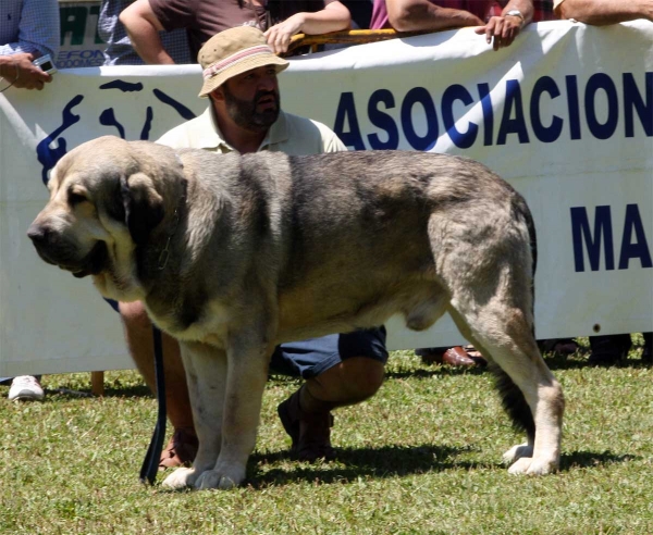 Watson de Dancá Cotufa: EXC 2 - Open Class Males - Veguellina de Órbigo 23.07.2011
Keywords: 2011 cotufa