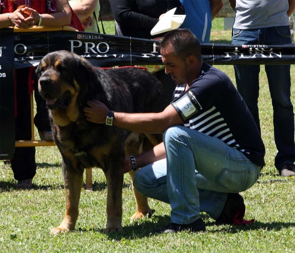 Apolo de los Piscardos: EXC 3 - Open Class Males - Veguellina de Órbigo 23.07.2011
Keywords: 2011 piscardos