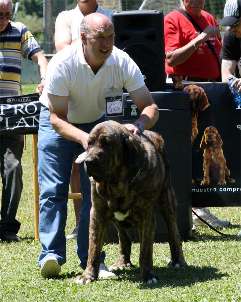 Tigre de Buxionte: EXC - Open Class Males - Veguellina de Órbigo 23.07.2011
Keywords: 2011 buxionte