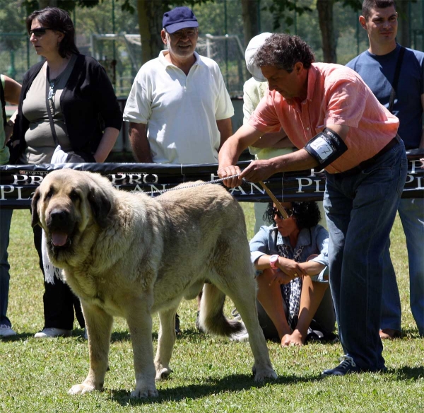 Pando de Galisancho: EXC 1 - Open Class Males - Veguellina de Órbigo 23.07.2011
Keywords: 2011 galisancho