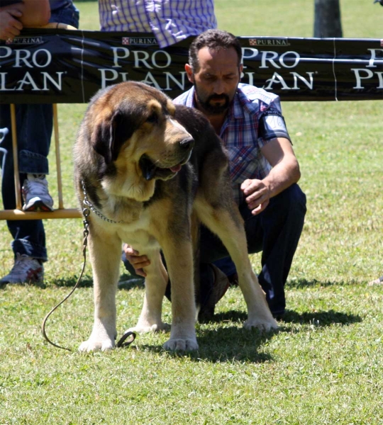 Reguero de Reciecho: EXC  - Open Class Males - Veguellina de Órbigo 23.07.2011
Keywords: 2011 reciecho