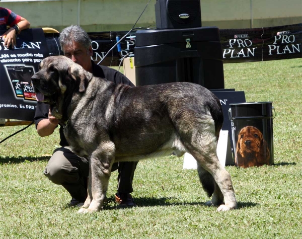 Wilki de Bao la Madera: EXC - Open Class Males - Veguellina de Órbigo 23.07.2011
Keywords: 2011 carpinteria