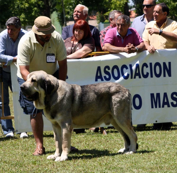 Watson de Dancá Cotufa: EXC 2 - Open Class Males - Veguellina de Órbigo 23.07.2011
Keywords: 2011 cotufa