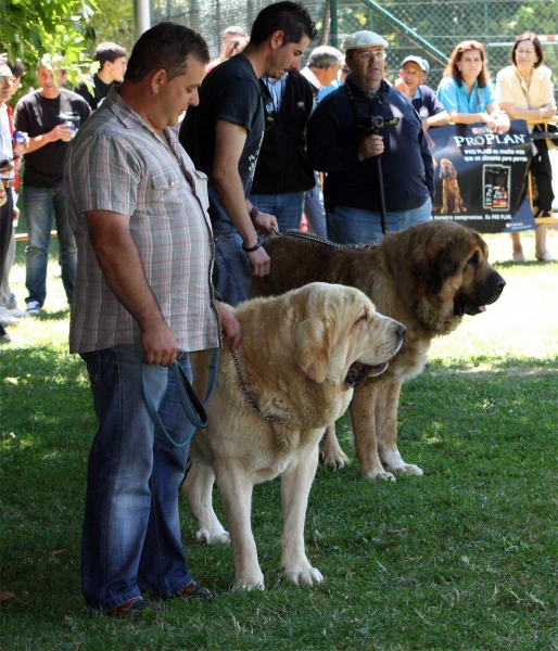 Open Class Males - Veguellina de Órbigo 23.07.2011
Keywords: 2011