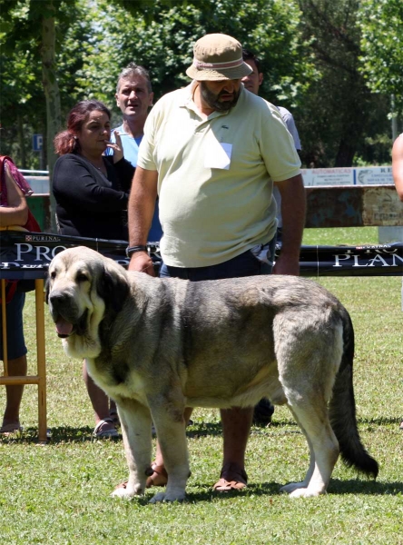 Watson de Dancá Cotufa: EXC 2 - Open Class Males - Veguellina de Órbigo 23.07.2011
Keywords: 2011 cotufa