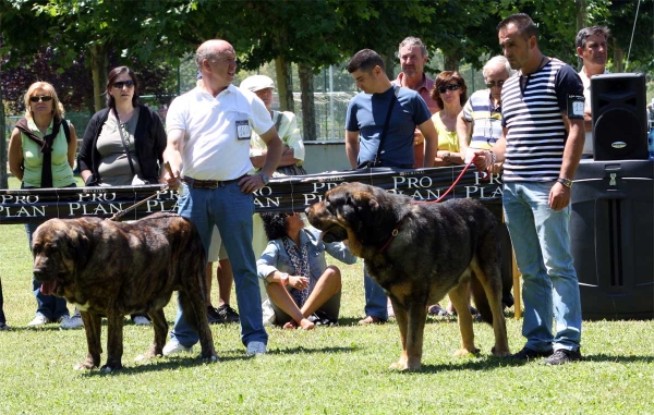 Tigre de Buxionte: EXC, Apolo de los Piscardos: EXC 3 - Open Class Males - Veguellina de Órbigo 23.07.2011
Keywords: 2011