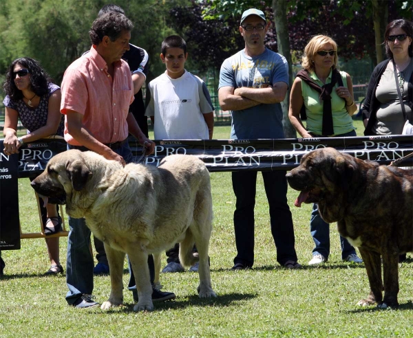 Pando de Galisancho: EXC 1, Tigre de Buxionte: EXC - Open Class Males - Veguellina de Órbigo 23.07.2011
Keywords: 2011