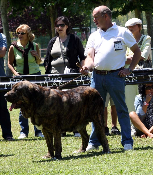 Tigre de Buxionte: EXC - Open Class Males - Veguellina de Órbigo 23.07.2011
Keywords: 2011 buxionte