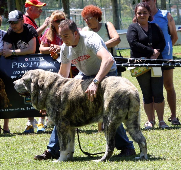 Tigre de los Montes Pravianos: EXC 5  - Open Class Males - Veguellina de Órbigo 23.07.2011
Keywords: 2011 pravianos