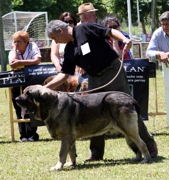 Wilki de Bao la Madera: EXC - Open Class Males - Veguellina de Órbigo 23.07.2011
Keywords: 2011 carpinteria