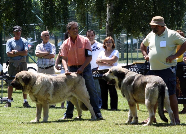 Pando de Galisancho: EXC 1, Watson de Dancá Cotufa: EXC 2 - Open Class Males - Veguellina de Órbigo 23.07.2011
Keywords: 2011