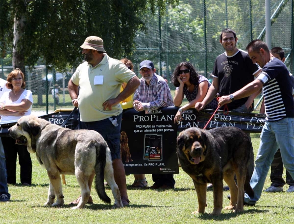 Watson de Dancá Cotufa: EXC 2, Apolo de los Piscardos: EXC 3 - Open Class Males - Veguellina de Órbigo 23.07.2011
Keywords: 2011