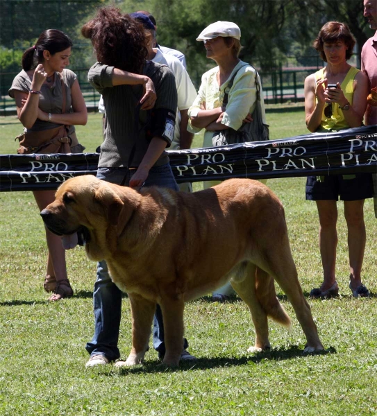 Balak de Tierra de Órbigo: EXC 4 - Open Class Males - Veguellina de Órbigo 23.07.2011
Keywords: 2011 tierraorbigo