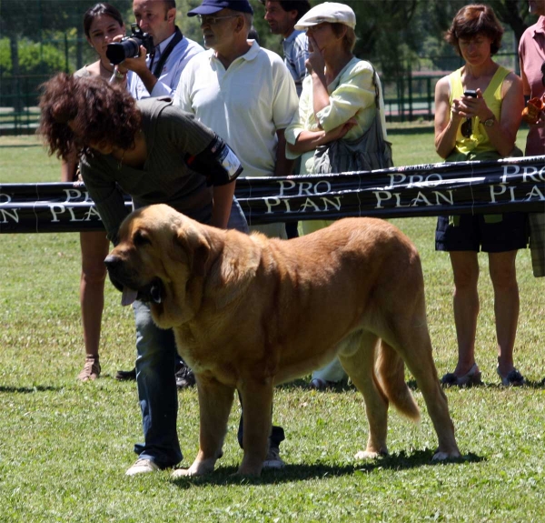 Balak de Tierra de Órbigo: EXC 4 - Open Class Males - Veguellina de Órbigo 23.07.2011
Keywords: 2011 tierraorbigo