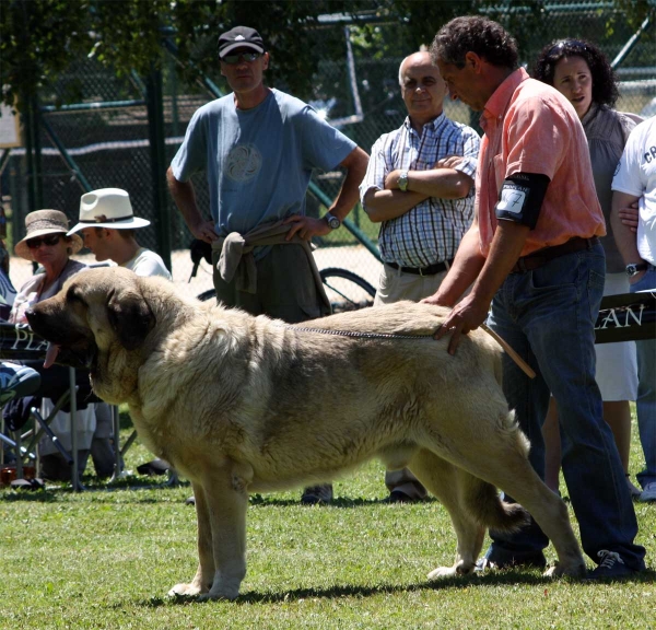 Pando de Galisancho: EXC 1 - Open Class Males - Veguellina de Órbigo 23.07.2011
Keywords: 2011 galisancho