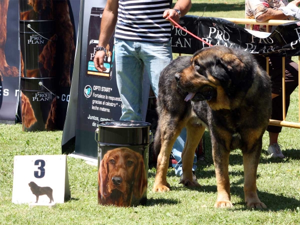 Apolo de los Piscardos: EXC 3 - Ring Open Class Males - Veguellina de Órbigo 23.07.2011
Keywords: 2011 piscardos