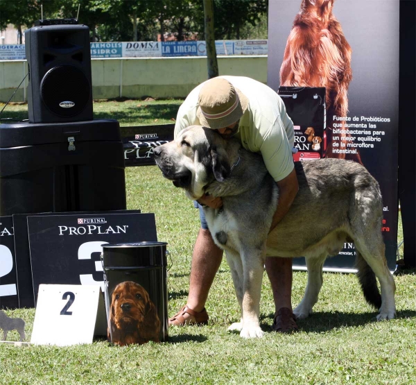 Watson de Dancá Cotufa: EXC 2 - Ring Open Class Males - Veguellina de Órbigo 23.07.2011
Keywords: 2011 cotufa