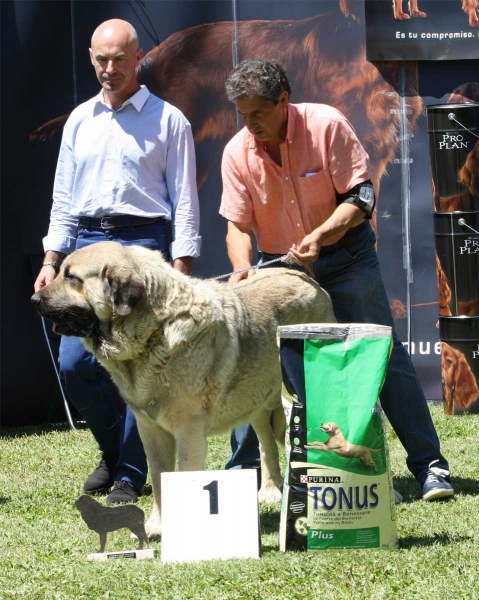 Pando de Galisancho: EXC 1 - Ring Open Class Males - Veguellina de Órbigo 23.07.2011
Keywords: 2011 galisancho