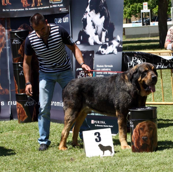 Apolo de los Piscardos: EXC 3 - Ring Open Class Males - Veguellina de Órbigo 23.07.2011
Keywords: 2011 piscardos