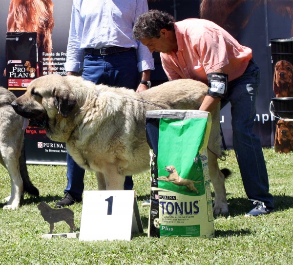 Pando de Galisancho: EXC 1 - Ring Open Class Males - Veguellina de Órbigo 23.07.2011
Keywords: 2011 galisancho