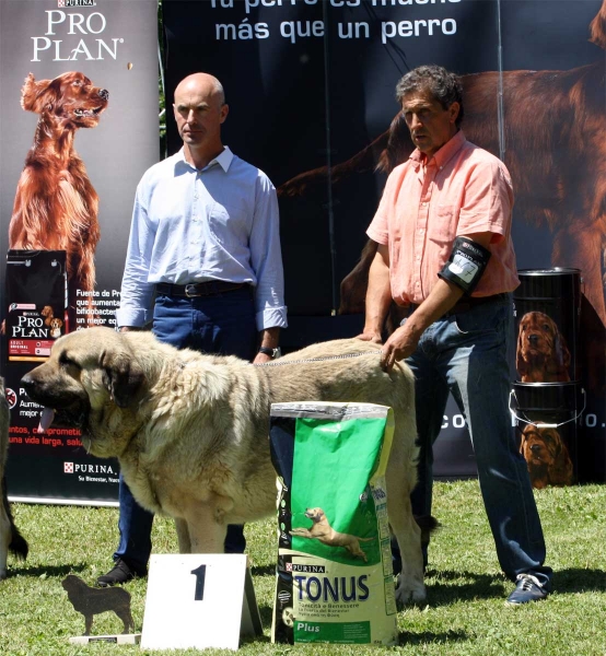 Pando de Galisancho: EXC 1 - Ring Open Class Males - Veguellina de Órbigo 23.07.2011
Keywords: 2011 galisancho