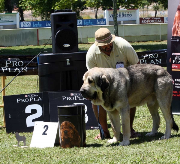 Watson de Dancá Cotufa: EXC 2 - Ring Open Class Males - Veguellina de Órbigo 23.07.2011
Keywords: 2011 cotufa