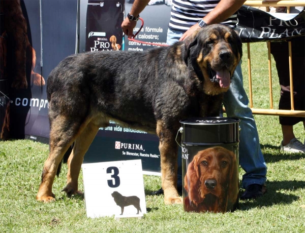 Apolo de los Piscardos: EXC 3 - Ring Open Class Males - Veguellina de Órbigo 23.07.2011
Keywords: 2011 piscardos