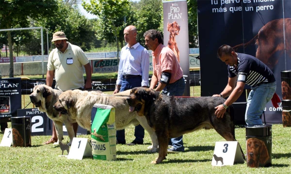 Watson de Dancá Cotufa: EXC 2, Pando de Galisancho: EXC 1, Apolo de los Piscardos: EXC 3 - Ring Open Class Males - Veguellina de Órbigo 23.07.2011
Keywords: 2011