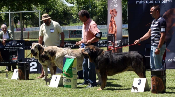 Watson de Dancá Cotufa: EXC 2, Pando de Galisancho: EXC 1, Apolo de los Piscardos: EXC 3 - Ring Open Class Males - Veguellina de Órbigo 23.07.2011
Keywords: 2011