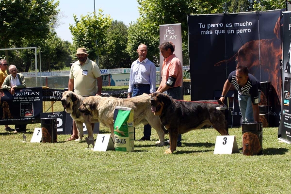 Watson de Dancá Cotufa: EXC 2, Pando de Galisancho: EXC 1, Apolo de los Piscardos: EXC 3 - Ring Open Class Males - Veguellina de Órbigo 23.07.2011
Keywords: 2011