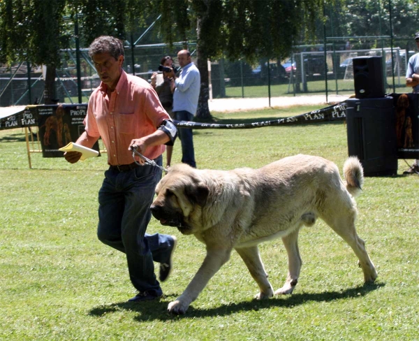 Pando de Galisancho: EXC 1 - Open Class Males - Veguellina de Órbigo 23.07.2011
Keywords: 2011 galisancho