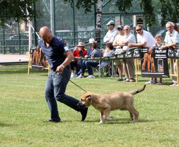 Zumbo de la Filtrosa: MB 3 - Young Puppy Males - Veguellina de Órbigo 23.07.2011
Keywords: 2011 filtrosa