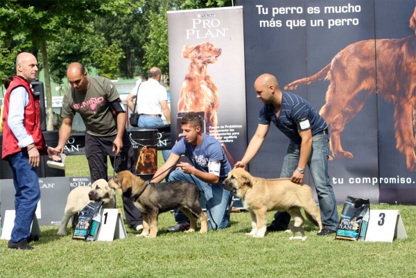 Romero de la Filtrosa: MB 2, Ruper de la Filtrosa: MB 1, Zumbo de la Filtrosa: MB 3 - Young Puppy Males - Veguellina de Órbigo 23.07.2011
Keywords: 2011