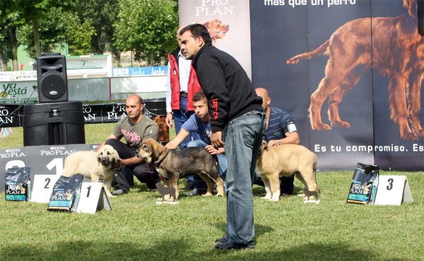 Romero de la Filtrosa: MB 2, Ruper de la Filtrosa: MB 1, Zumbo de la Filtrosa: MB 3 - Young Puppy Males - Veguellina de Órbigo 23.07.2011
Keywords: 2011 filtrosa