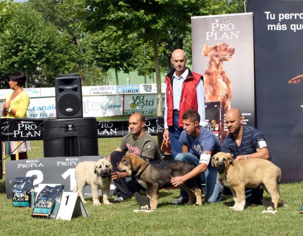 Romero de la Filtrosa: MB 2, Ruper de la Filtrosa: MB 1, Zumbo de la Filtrosa: MB 3 - Young Puppy Males - Veguellina de Órbigo 23.07.2011
Keywords: 2011