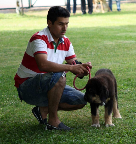 Duna Negra de Puerto Canencia: MB 2 - Young Puppy Females - Veguellina de Órbigo 23.07.2011
Keywords: 2011 canencia