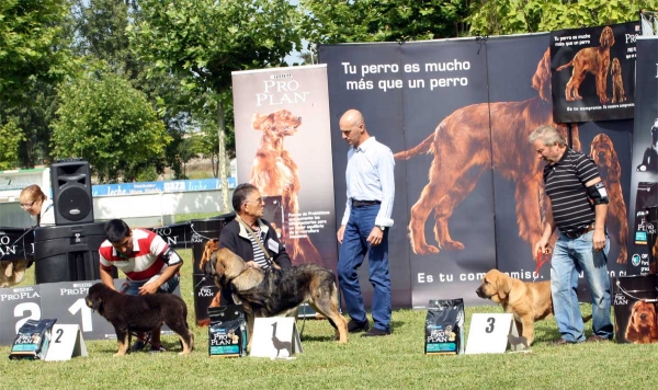 Duna Negra de Puerto Canencia: MB 2, Vista Hermosa de Fonteferra: MB 1, Muralla de la Devesa: MB 3 - Young Puppy Females - Veguellina de Órbigo 23.07.2011
Keywords: 2011