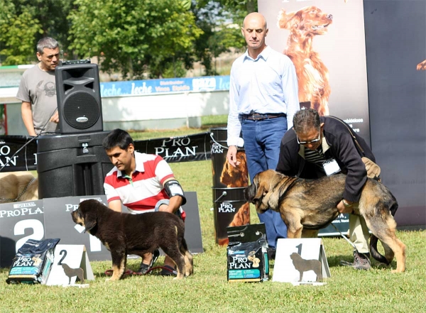 Duna Negra de Puerto Canencia: MB 2, Vista Hermosa de Fonteferra: MB 1 - Young Puppy Females - Veguellina de Órbigo 23.07.2011
Keywords: 2011