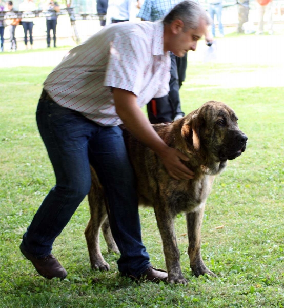 Tigrin 1 de los Zumbos: MB 2 - Puppy Class Males - Veguellina de Órbigo 23.07.2011
Keywords: 2011 zumbos