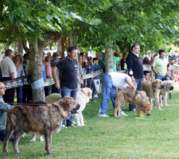 Puppy Class Males - Veguellina de Órbigo 23.07.2011
Keywords: 2011