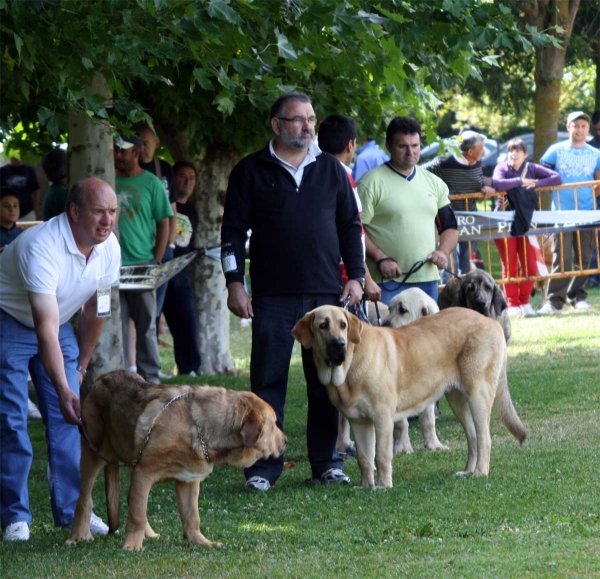 Puppy Class Males - Veguellina de Órbigo 23.07.2011
Keywords: 2011