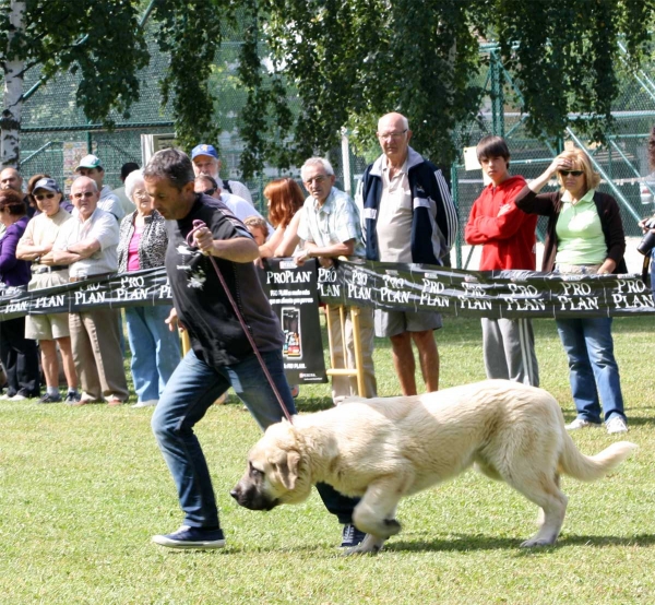 Pegaso de Bao la Madera: MB 1 - Puppy Class Males - Veguellina de Órbigo 23.07.2011
Keywords: 2011 baolamadera