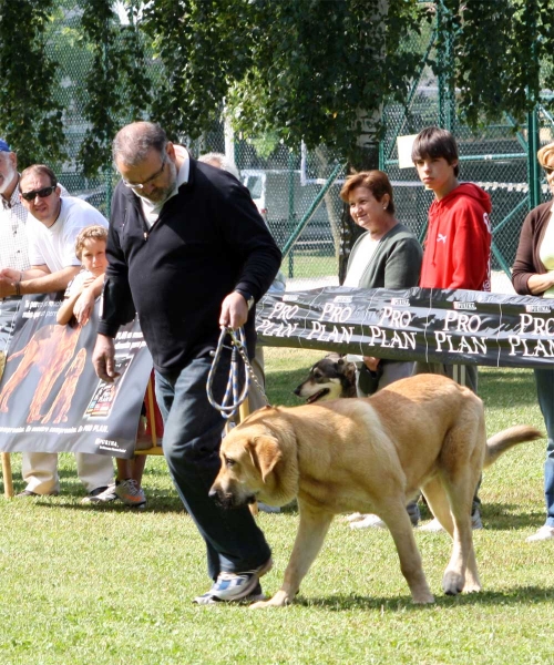 Dakar de Tierra de Órbigo: MB - Puppy Class Males - Veguellina de Órbigo 23.07.2011
Keywords: 2011