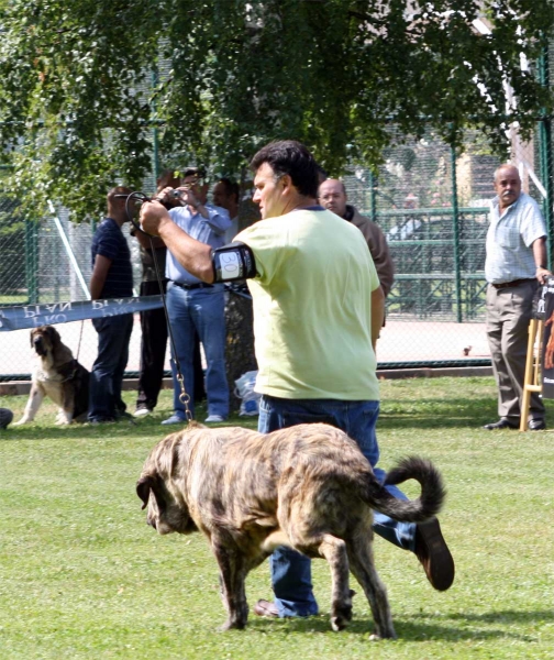 Boss de la Callela de Otur: MB 3 - Puppy Class Males - Veguellina de Órbigo 23.07.2011
Keywords: 2011 otur