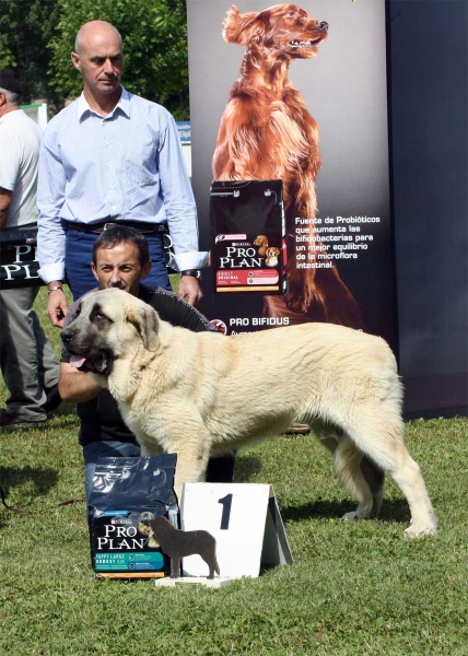 Pegaso de Bao la Madera: MB 1, Mejor Cachorro Macho - Puppy Class Males - Veguellina de Órbigo 23.07.2011
Keywords: 2011 baolamadera